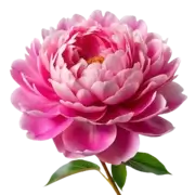 Peonies Flower